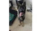 Adopt Utrick a German Shepherd Dog, Mixed Breed