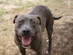 Adopt Karl a Pit Bull Terrier, Mixed Breed