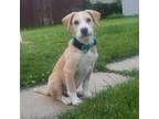 Adopt Vier a Labrador Retriever