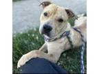Adopt Jeff a Mixed Breed