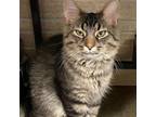 Adopt Carefree Beauty a Domestic Long Hair