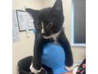 Adopt Felix a Domestic Short Hair