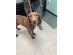 Adopt Kahlua - Stray Hold a Labrador Retriever, Mixed Breed