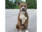 Adopt Otter - Stray Hold a Pit Bull Terrier, Mixed Breed