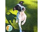 Adopt Ricco Suavez a Jack Russell Terrier