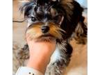 Yorkshire Terrier Puppy for sale in Marmaduke, AR, USA