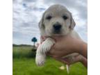 Golden Retriever Puppy for sale in Decorah, IA, USA