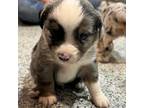 Miniature Australian Shepherd Puppy for sale in Matheson, CO, USA