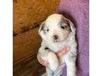 Miniature Australian Shepherd Puppy for sale in Palestine, TX, USA