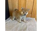 Shiba Inu Puppy for sale in Boyceville, WI, USA