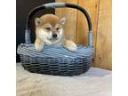 Shiba Inu Puppy for sale in Boyceville, WI, USA