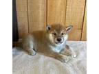 Shiba Inu Puppy for sale in Boyceville, WI, USA