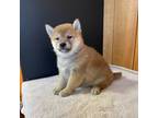 Shiba Inu Puppy for sale in Boyceville, WI, USA