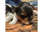 Yorkshire Terrier Puppy for sale in Harvest, AL, USA