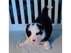 Border Collie Puppy for sale in Salado, TX, USA