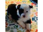 Border Collie Puppy for sale in Salado, TX, USA