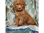 Goldendoodle Puppy for sale in Orwell, OH, USA