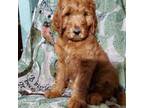 Goldendoodle Puppy for sale in Orwell, OH, USA