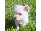 West Highland White Terrier Puppy for sale in Bagley, MN, USA