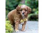 Cavapoo Puppy for sale in Dundee, OH, USA