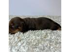 Dachshund Puppy for sale in Dora, MO, USA