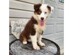 Australian Shepherd Puppy for sale in Grabill, IN, USA