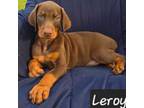 Doberman Pinscher Puppy for sale in Albany, OH, USA