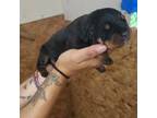 Rottweiler Puppy for sale in Norfolk, VA, USA