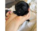 Pug Puppy for sale in Uvalde, TX, USA