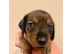 Dachshund Puppy for sale in Madison, GA, USA