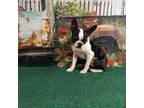 Boston Terrier Puppy for sale in Olanta, SC, USA