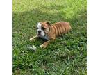 Bulldog Puppy for sale in Sanford, NC, USA