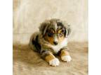 Miniature Australian Shepherd Puppy for sale in Raleigh, NC, USA