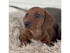 Dachshund Puppy for sale in Crystal, MI, USA