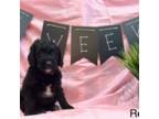 Mutt Puppy for sale in Bakersfield, CA, USA