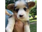 Pembroke Welsh Corgi Puppy for sale in Adairsville, GA, USA