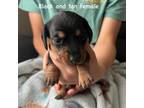 Dachshund Puppy for sale in Radford, VA, USA