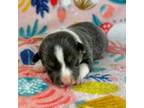 Pembroke Welsh Corgi Puppy for sale in Waskom, TX, USA