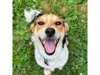 Adopt Mondrich a Beagle, Mixed Breed