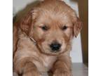 Golden Retriever Puppy for sale in Hillsboro, WI, USA