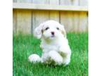 Maltipoo Puppy for sale in Newberry, SC, USA