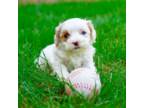 Maltipoo Puppy for sale in Newberry, SC, USA