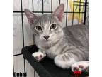 Adopt Dubai a Domestic Short Hair