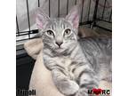 Adopt Tripoli a Domestic Short Hair