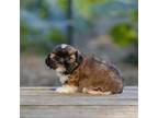 Shih Tzu Puppy for sale in Campbell Hill, IL, USA