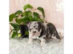 French Bulldog Puppy for sale in Warsaw, IN, USA