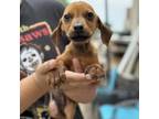 Adopt Crepe CFS# 240040835 a Labrador Retriever