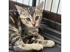 Adopt Saul a Domestic Short Hair