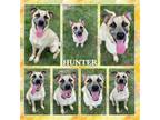Adopt Hunter CFS# 240045793 a Mixed Breed