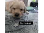 Golden Retriever Puppy for sale in Rosharon, TX, USA